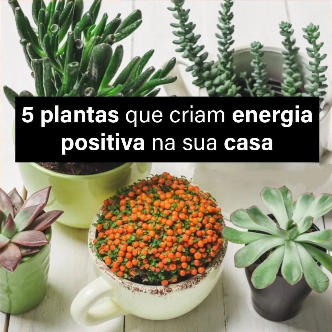 05 PLANTAS QUE CRIAM ENERGIA POSITIVA NA SUA CASA 10 05 PLANTAS QUE CRIAM ENERGIA POSITIVA NA SUA CASA