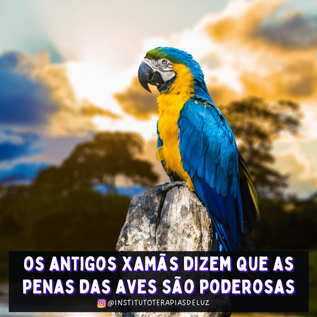 AS PENAS DAS AVES SÃO PODEROSAS 17 AS PENAS DAS AVES SÃO PODEROSAS